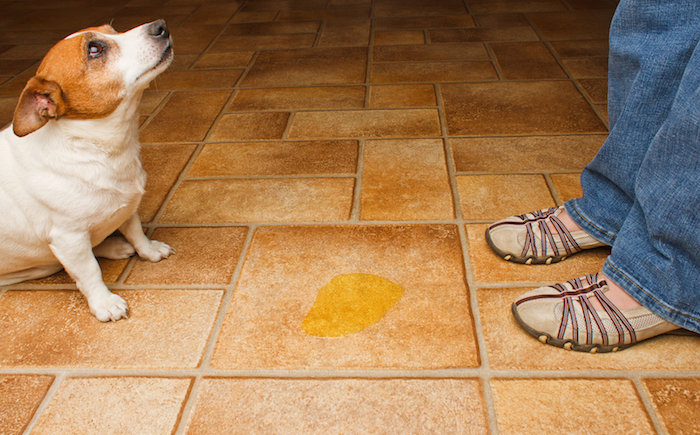 Tile Floors as a Pet Owner 